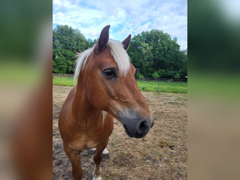 Haflinger Mix Ruin 10 Jaar 145 cm Donkere-vos in Lunteren