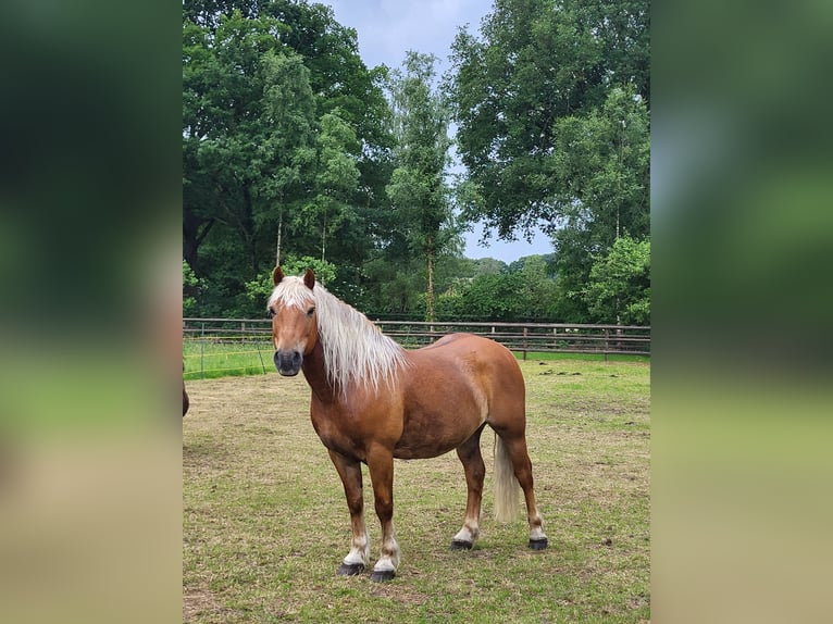 Haflinger Mix Ruin 10 Jaar 145 cm Donkere-vos in Lunteren