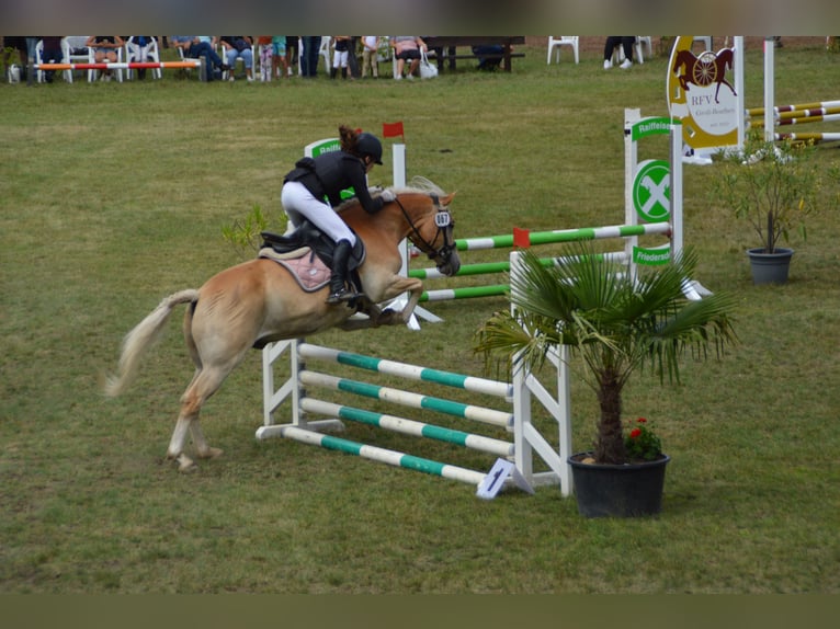 Haflinger Ruin 10 Jaar 148 cm Vos in Herzberg