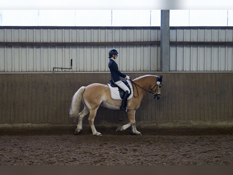 Haflinger Ruin 10 Jaar 149 cm  in Brietlingen