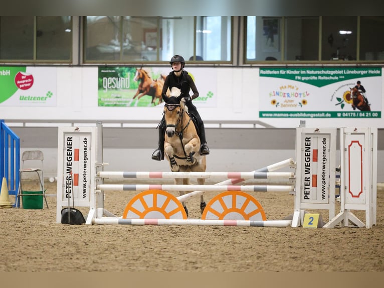 Haflinger Ruin 10 Jaar 149 cm  in Brietlingen