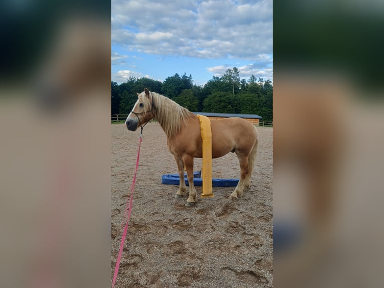 Haflinger Ruin 10 Jaar 149 cm  in Graz