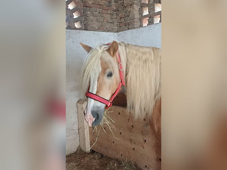 Haflinger Ruin 10 Jaar 149 cm  in Graz
