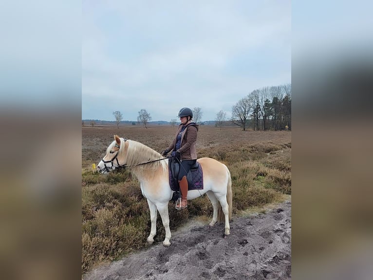 Haflinger Ruin 10 Jaar 150 cm Palomino in Purmerend