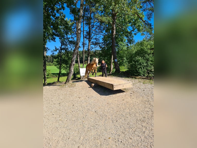 Haflinger Ruin 10 Jaar 150 cm Vos in SpeichersdorfSpeichersdorf