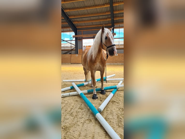 Haflinger Ruin 10 Jaar 150 cm Vos in SpeichersdorfSpeichersdorf