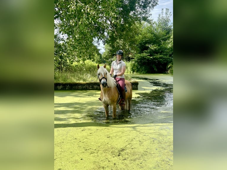 Haflinger Ruin 10 Jaar 150 cm Vos in Pelmberg