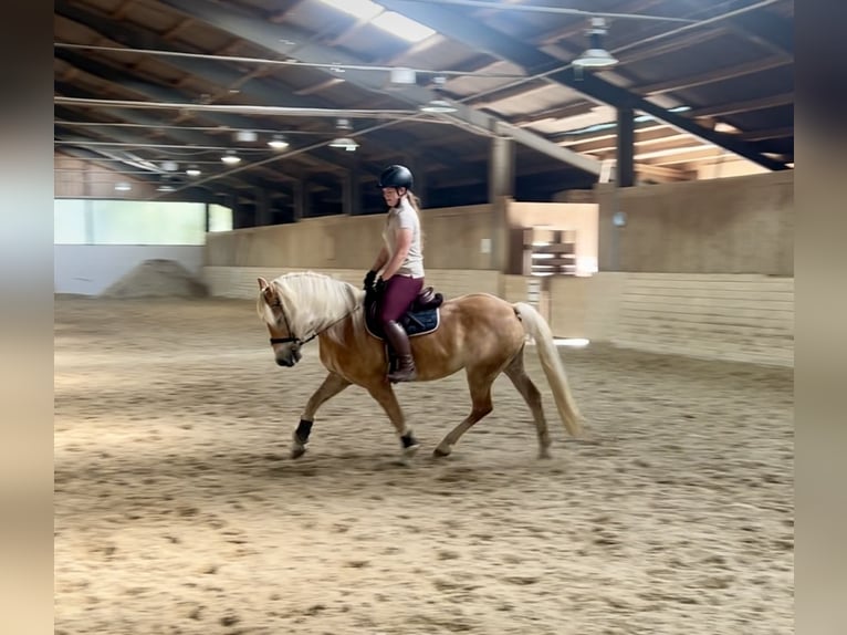 Haflinger Ruin 10 Jaar 150 cm Vos in Pelmberg