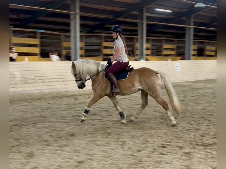 Haflinger Ruin 10 Jaar 150 cm Vos in Pelmberg