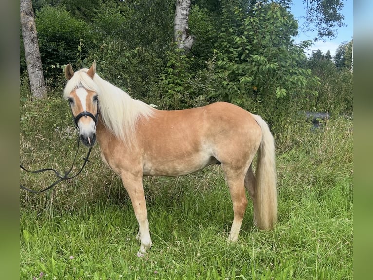 Haflinger Ruin 10 Jaar 150 cm Vos in Pelmberg