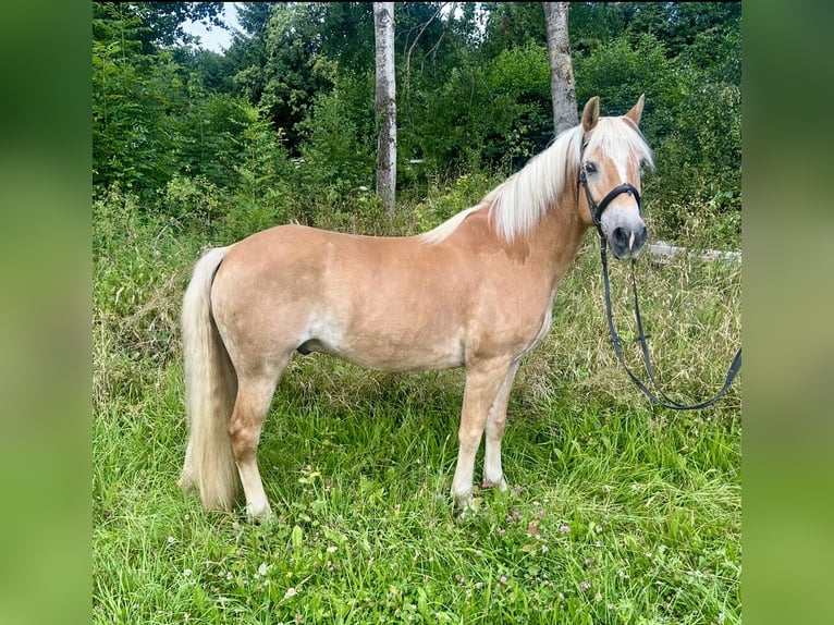 Haflinger Ruin 10 Jaar 150 cm Vos in Pelmberg