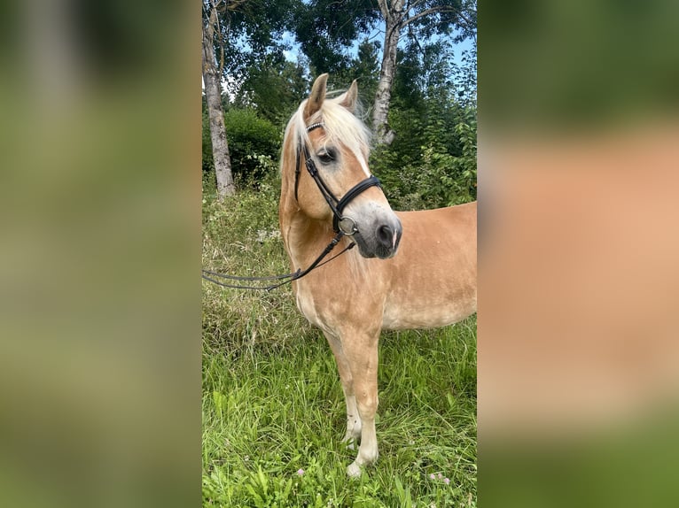 Haflinger Ruin 10 Jaar 150 cm Vos in Pelmberg