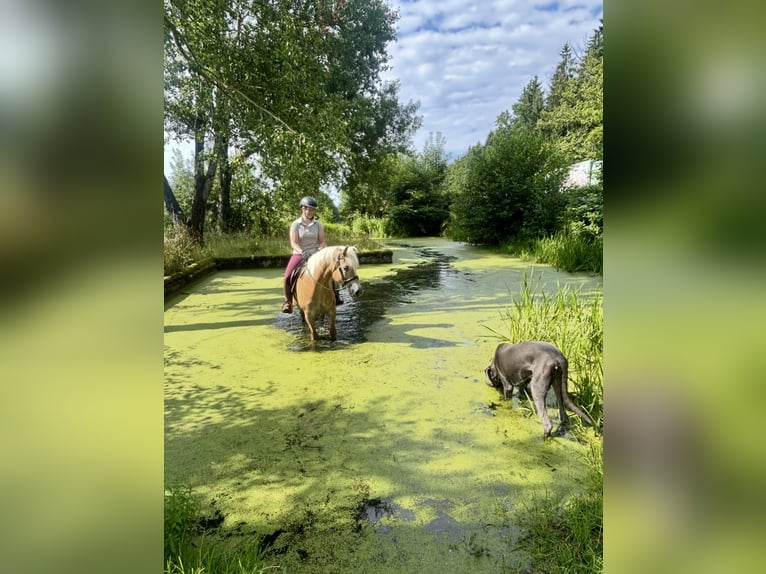 Haflinger Ruin 10 Jaar 150 cm Vos in Pelmberg