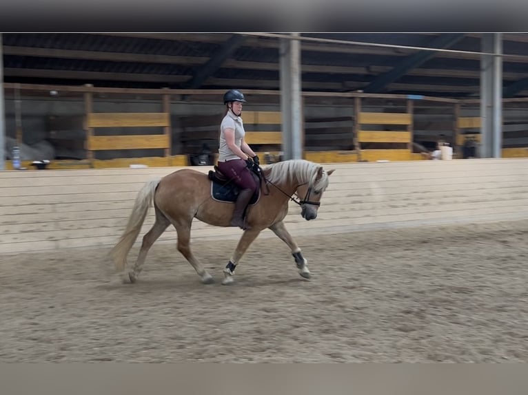 Haflinger Ruin 10 Jaar 150 cm Vos in Pelmberg