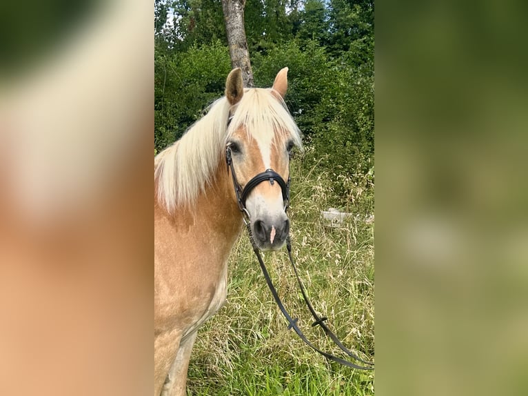 Haflinger Ruin 10 Jaar 150 cm Vos in Pelmberg