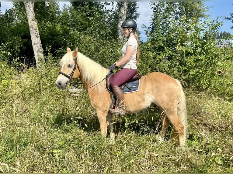 Haflinger Ruin 10 Jaar 150 cm Vos in Pelmberg