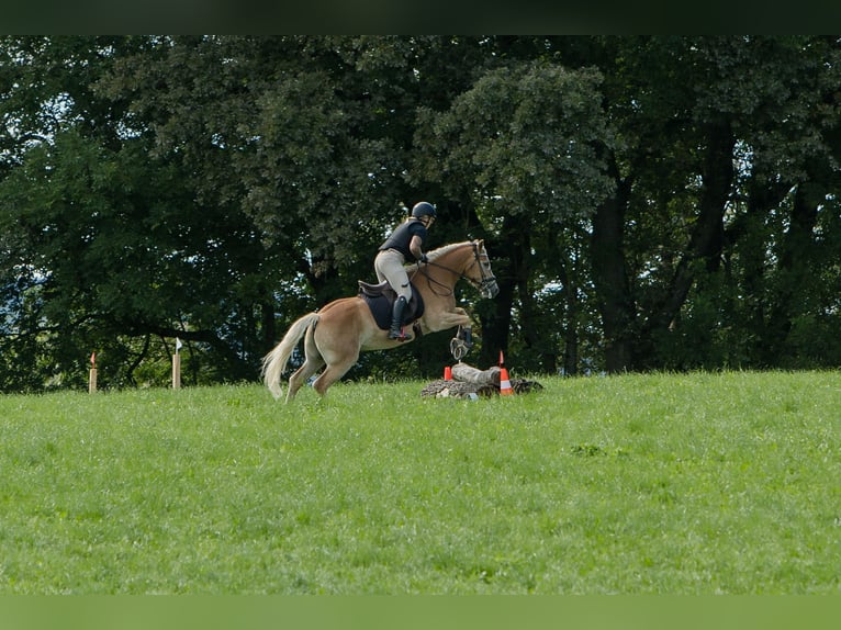 Haflinger Ruin 10 Jaar 150 cm Vos in Reitsberg