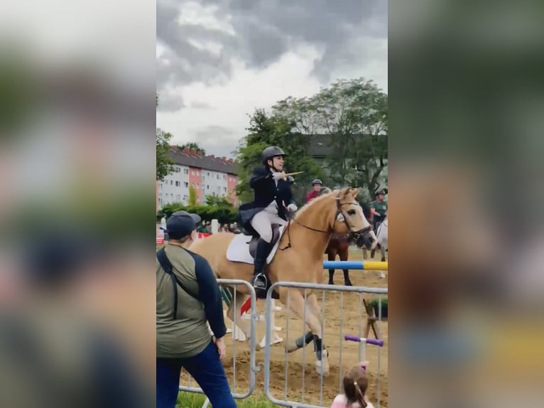 Haflinger Ruin 10 Jaar 152 cm Vos in Düsseldorf
