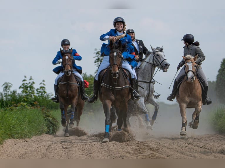 Haflinger Ruin 10 Jaar 152 cm Vos in Düsseldorf