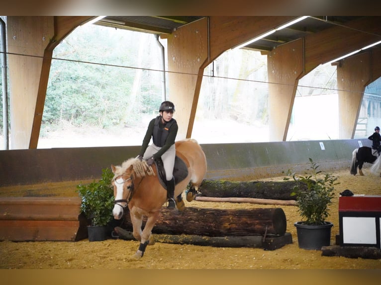 Haflinger Ruin 10 Jaar 152 cm Vos in Düsseldorf