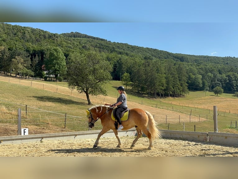 Haflinger Ruin 10 Jaar 152 cm Vos in Alland