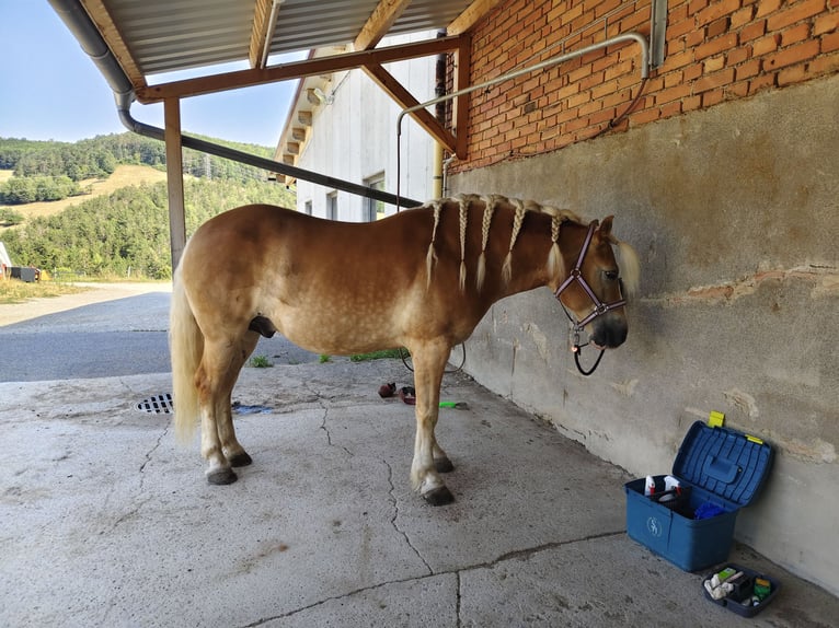 Haflinger Ruin 10 Jaar 152 cm Vos in Alland