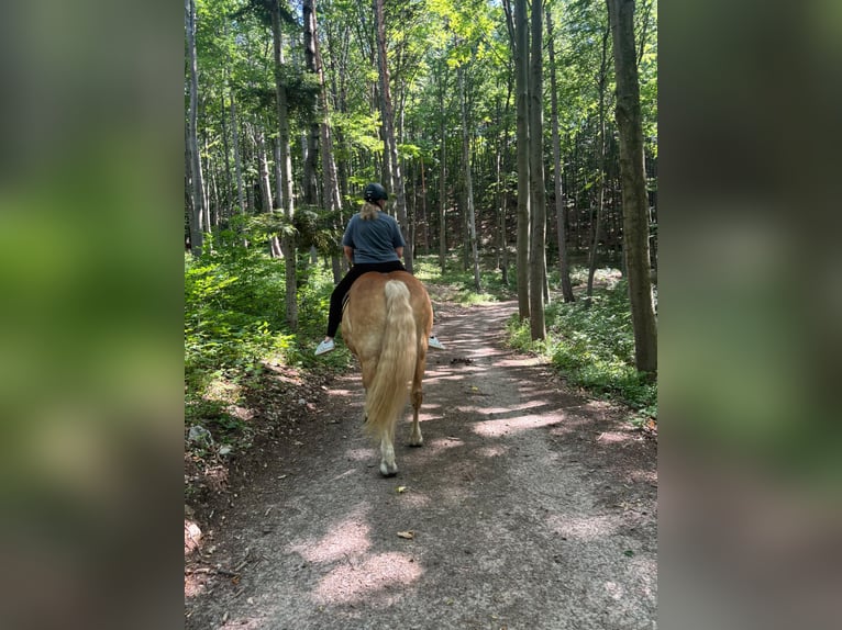 Haflinger Ruin 10 Jaar 152 cm Vos in Alland