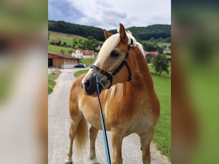 Haflinger Ruin 10 Jaar 152 cm Vos in Alland