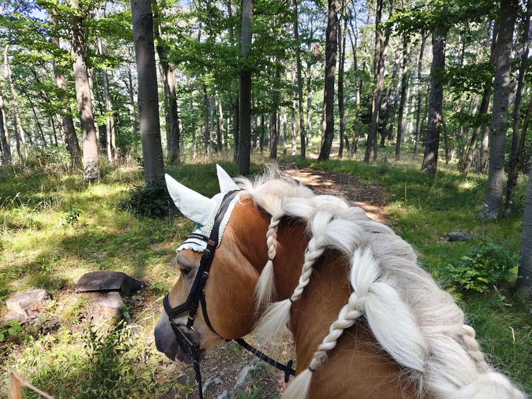 Haflinger Ruin 10 Jaar 152 cm Vos in Alland