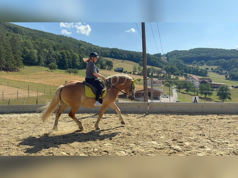 Haflinger Ruin 10 Jaar 152 cm Vos in Alland