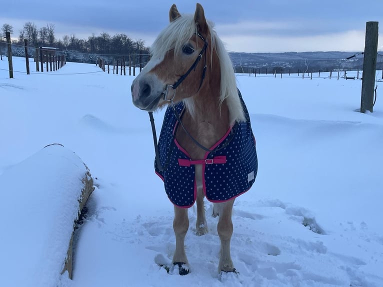 Haflinger Ruin 10 Jaar 152 cm Vos in Mettmann