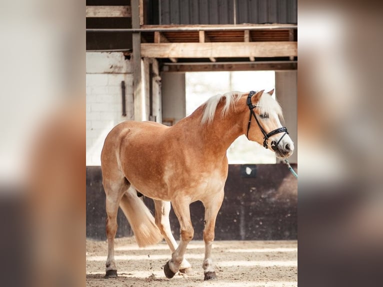 Haflinger Ruin 10 Jaar 154 cm Vos in Adelheidsdorf