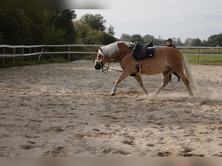 Haflinger Ruin 10 Jaar 155 cm in Seeth