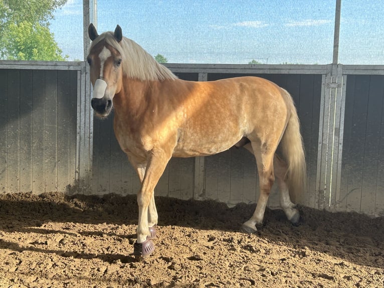 Haflinger Ruin 10 Jaar 156 cm Vos in Hamburg KirchwerderHamburg