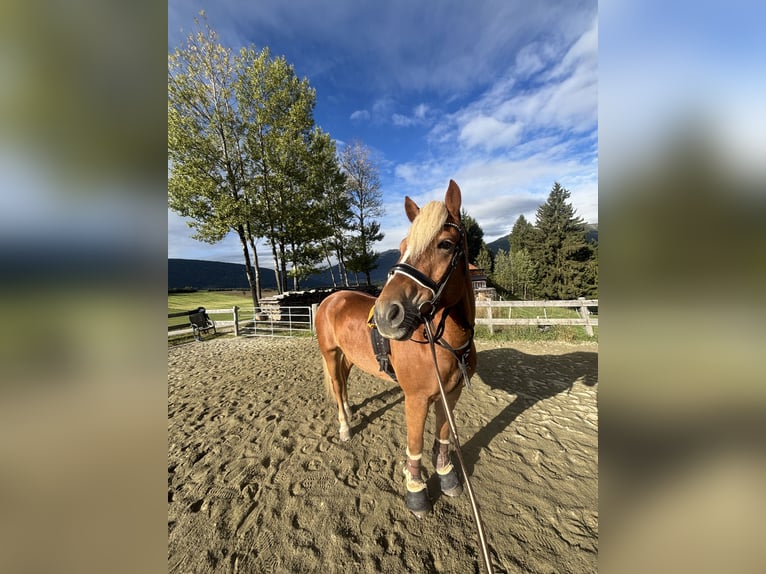 Haflinger Ruin 10 Jaar 157 cm Vos in Mariapfarr