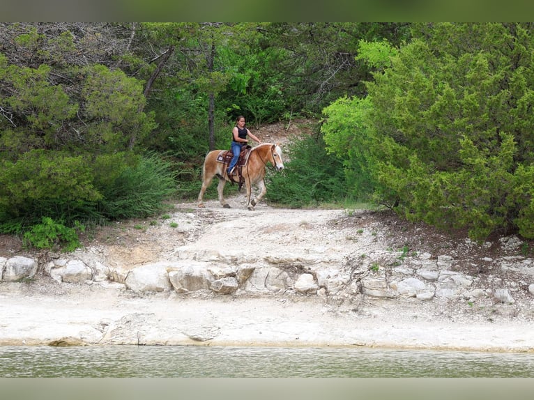 Haflinger Ruin 10 Jaar Donkere-vos in Forney