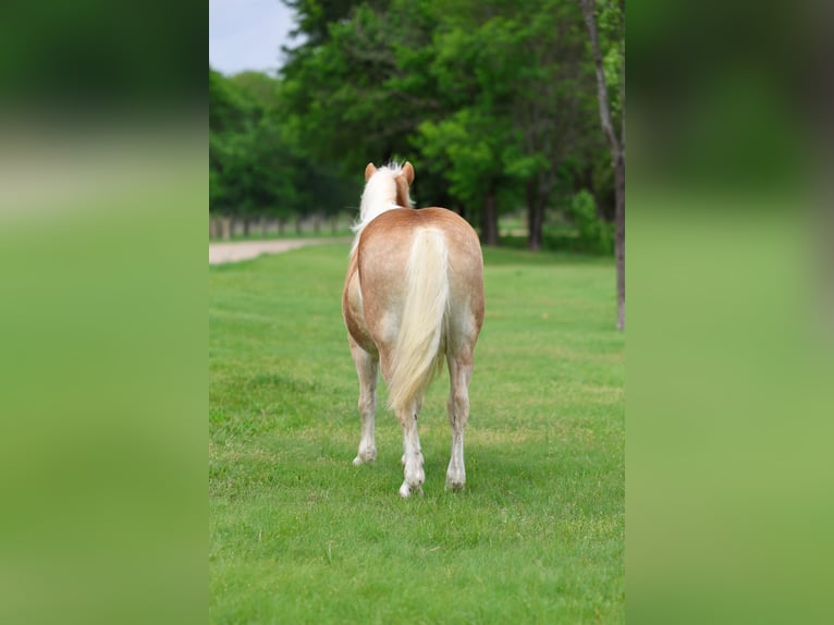 Haflinger Ruin 10 Jaar Donkere-vos in Forney