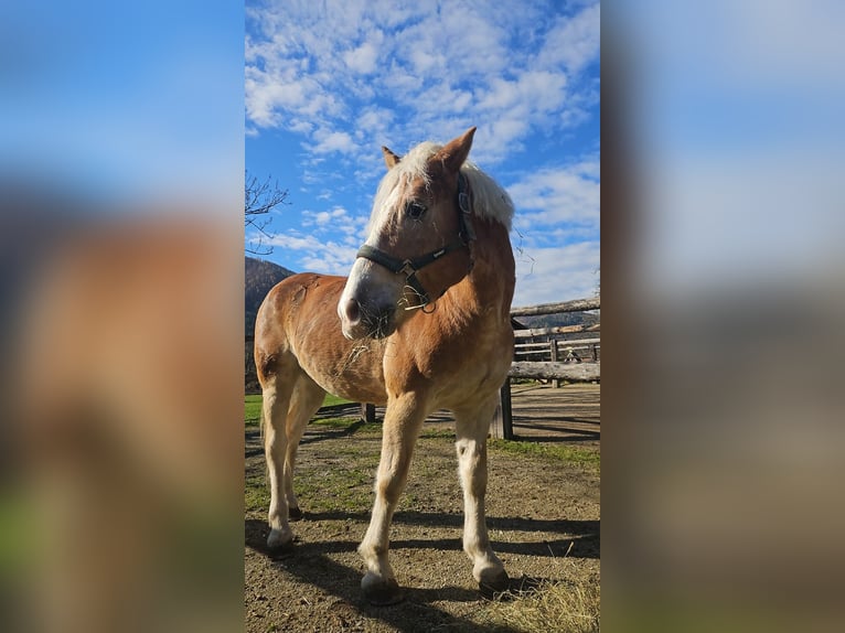 Haflinger Ruin 10 Jaar  in Röthelstein