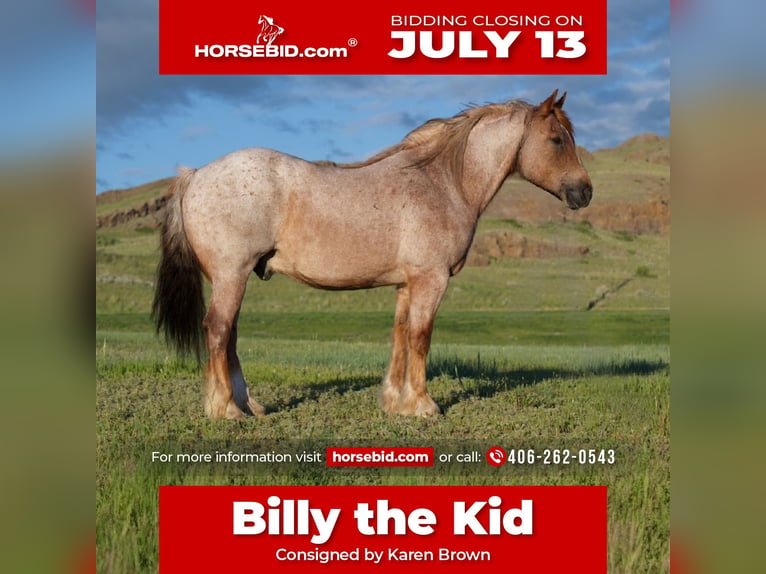 Haflinger Mix Ruin 10 Jaar Roan-Red in Havre