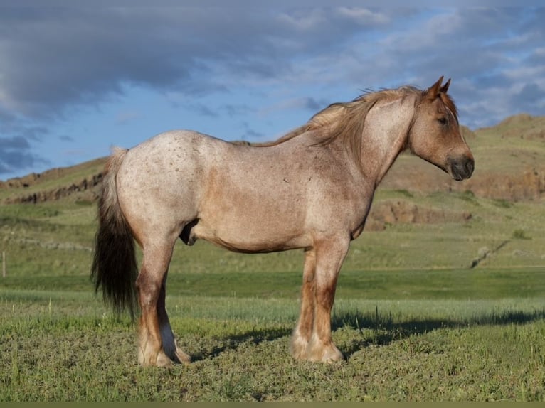Haflinger Mix Ruin 10 Jaar Roan-Red in Havre