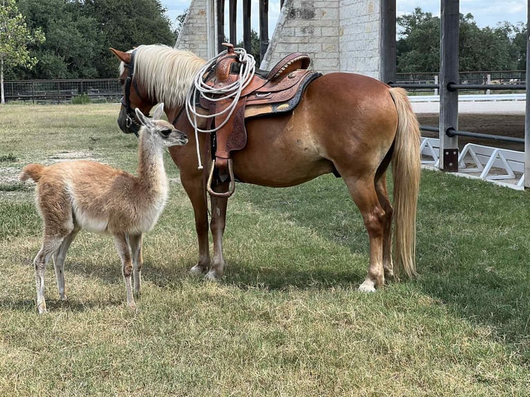 Haflinger Ruin 11 Jaar 132 cm Donkere-vos in Canyon TX