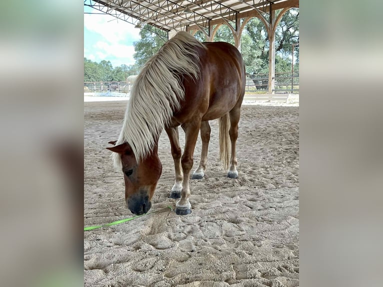 Haflinger Ruin 11 Jaar 132 cm Donkere-vos in Canyon TX