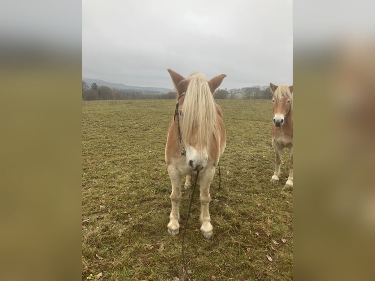 Haflinger Ruin 11 Jaar 150 cm Palomino in Horbach
