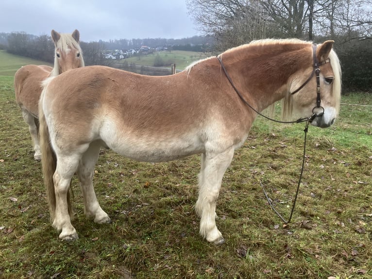 Haflinger Ruin 11 Jaar 150 cm Palomino in Horbach