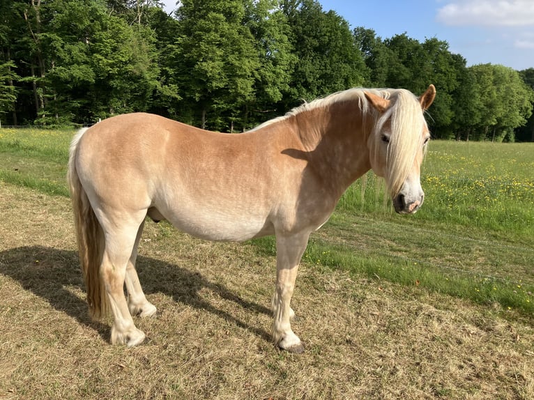 Haflinger Ruin 11 Jaar 150 cm Palomino in Horbach