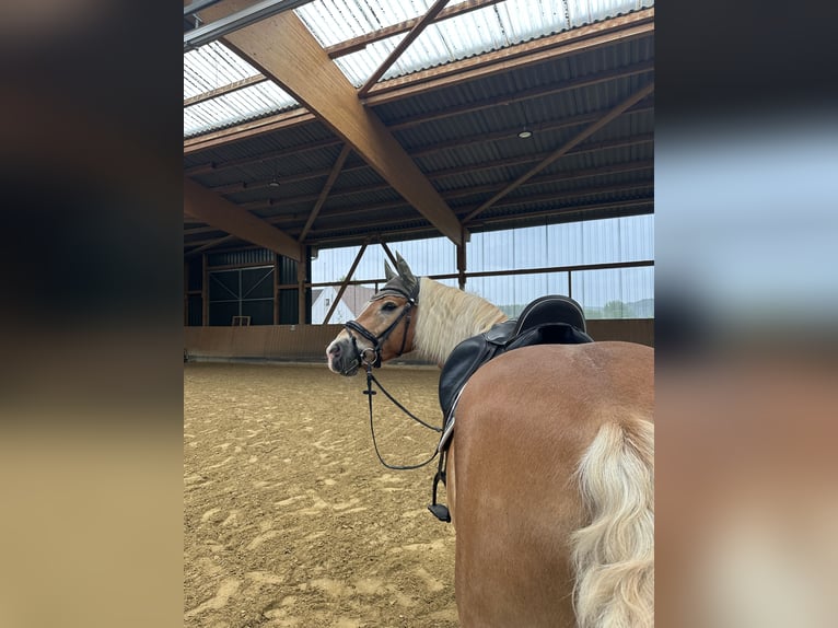 Haflinger Ruin 11 Jaar 150 cm Palomino in Wetzlar
