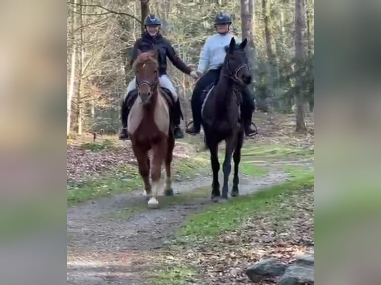 Haflinger Mix Ruin 11 Jaar 153 cm Vos in Nettetal