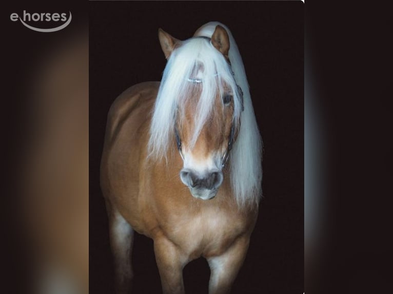 Haflinger Ruin 11 Jaar 155 cm Vos in Nauders