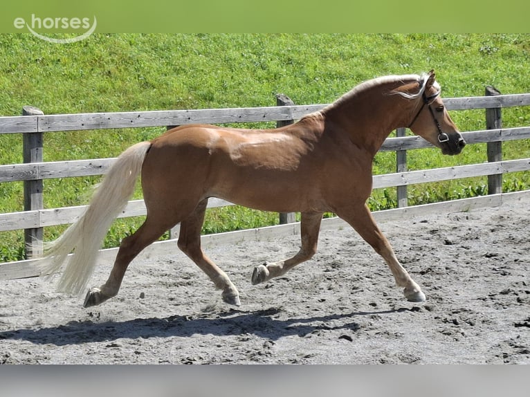 Haflinger Ruin 11 Jaar 155 cm Vos in Nauders