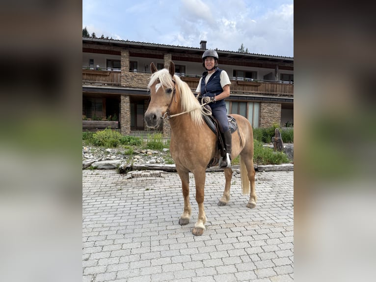 Haflinger Ruin 11 Jaar 156 cm  in Kaprun